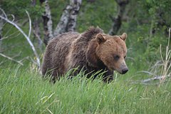 72-летний пенсионер расправился с напавшим на него медведем