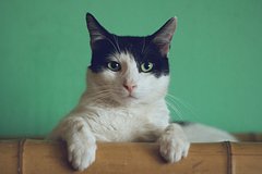 Исследование поставило точку в споре собачников и кошатников