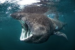 Одну из самых огромных акул в мире вынесло на пляж