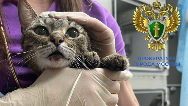 Московский художник отправится в колонию за издевательство над котом - Новости на Вести.ru